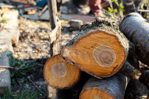 Best Storm Damage Tree Cleanup  in Portola Valley, CA