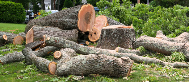 How Our Tree Care Process Works  in  Portola Valley, CA