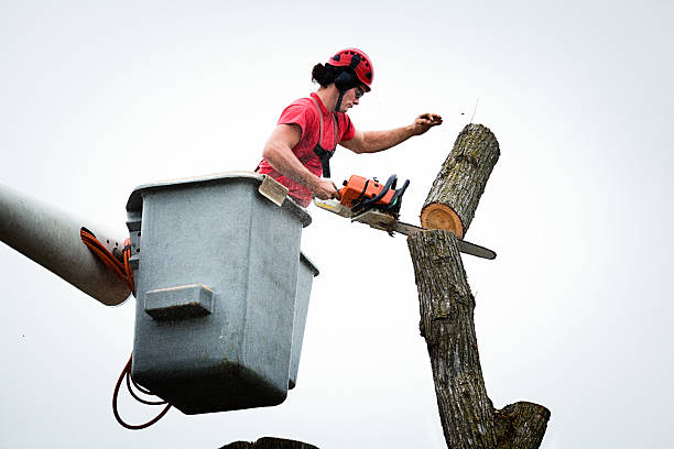 Best Tree Preservation Services  in Portola Valley, CA