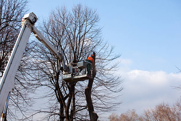  Portola Valley, CA Tree Care Pros